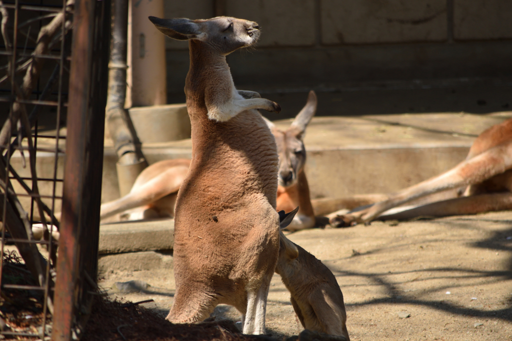 アカカンガルー
