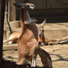 アカカンガルー