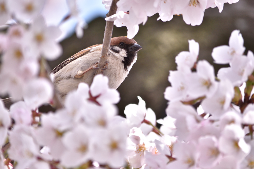 花鳥