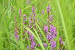 夏は紫の花が多い。