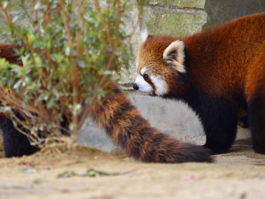 レッサーパンダ