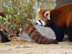 レッサーパンダ