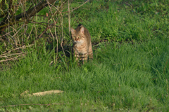 野良猫