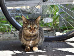駐輪場のノラネコ