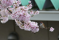 桜スズメ