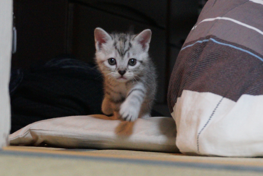 ねこさん