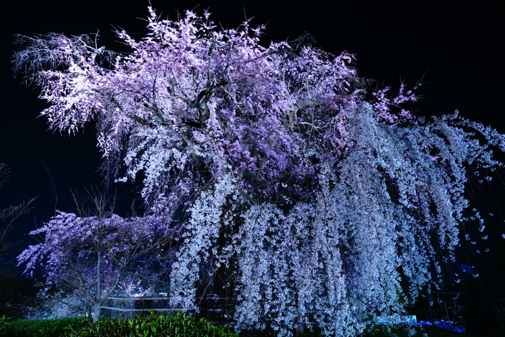 夜桜