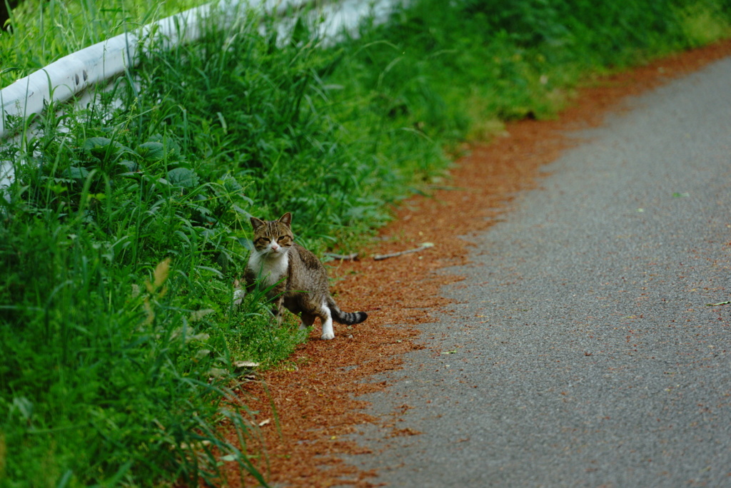 ねこ