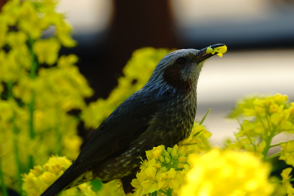 菜の花