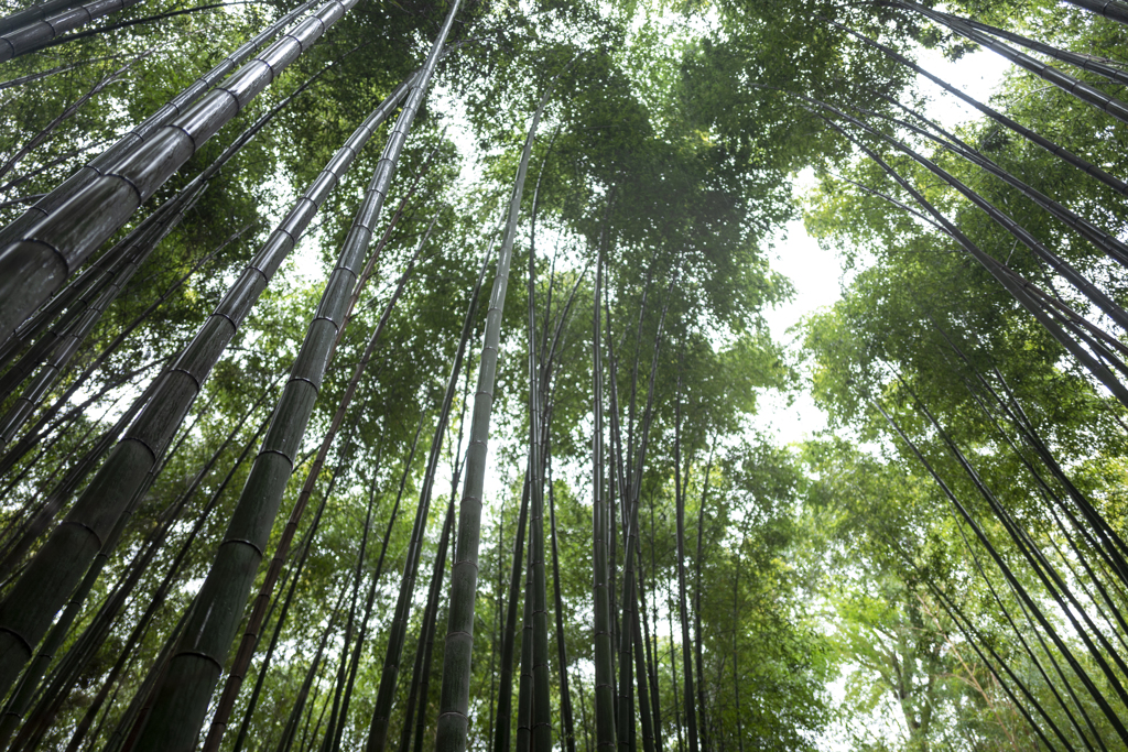 嵯峨野　竹林の小径 "嵐山"