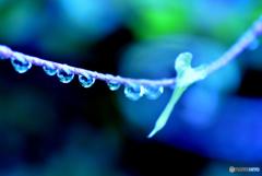 雨上がりに