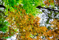 梅雨の紅葉