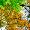 梅雨の紅葉