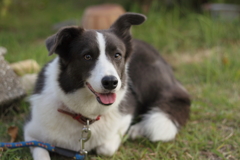 庭の犬