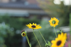 庭の花