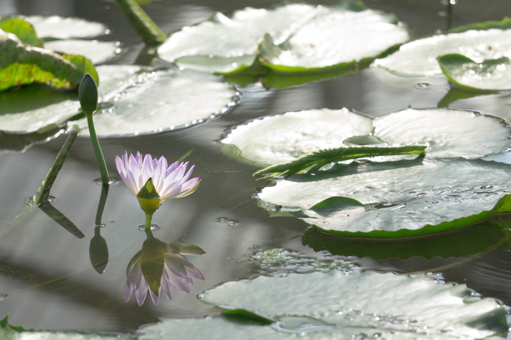 ハスの花