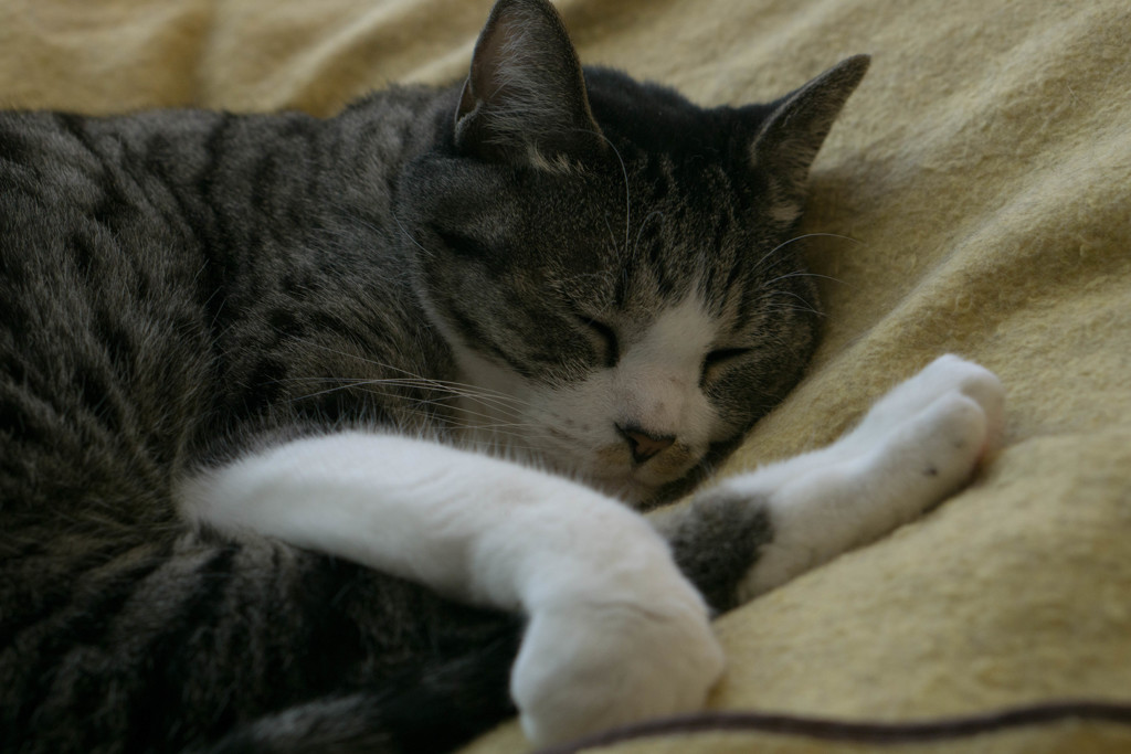 ねこ、昼寝中。