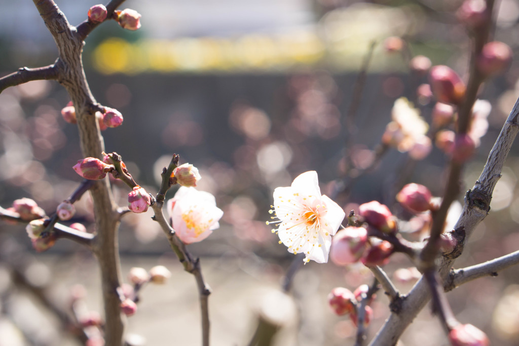 梅の花もほころび始めた早春の今日