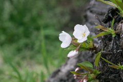 足元に咲く可憐な花