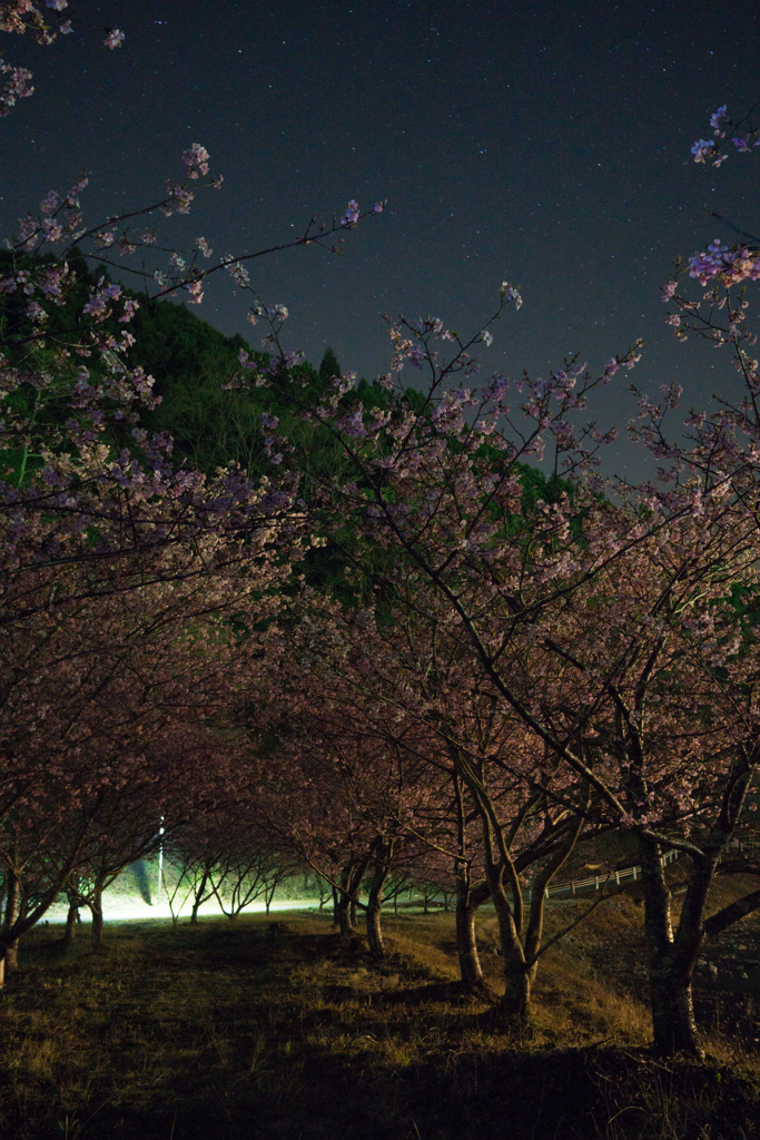 夜の桜道