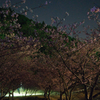 夜の桜道