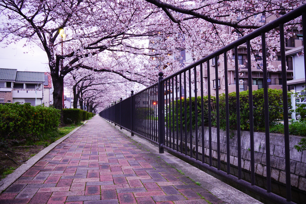 桜は続くよどこまでも