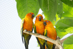 三連インコ