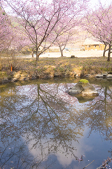 下を見ても桜と青空