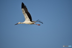 コウノトリ