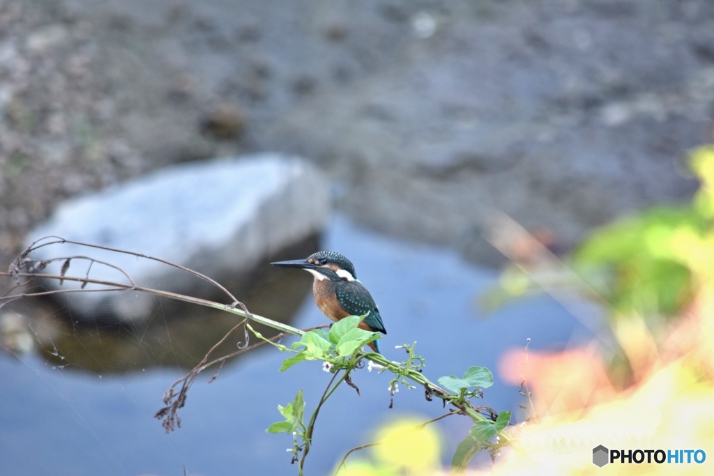 カワセミの幼鳥