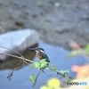 カワセミの幼鳥