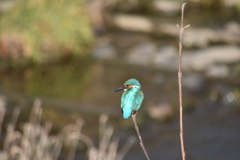 カワセミ