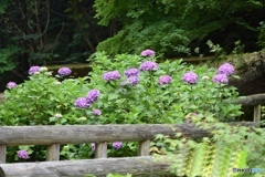 紫陽花