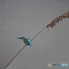 カワセミ