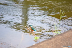 カワセミ