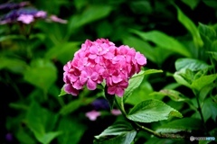 紫陽花