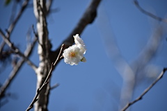 緋寒桜