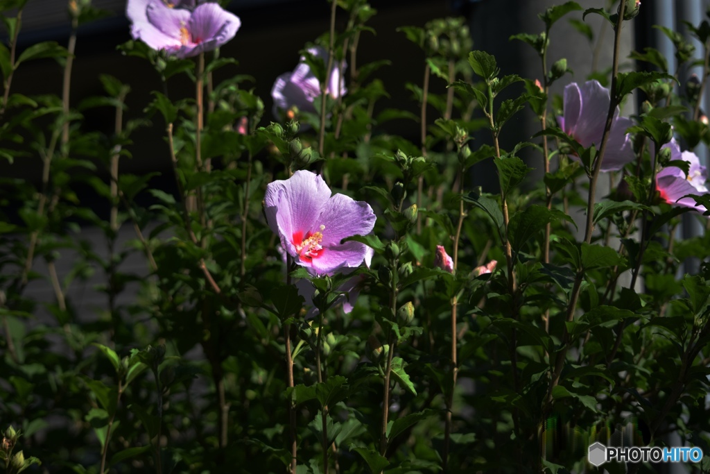 ムクゲの花