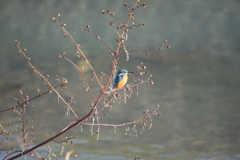 カワセミ