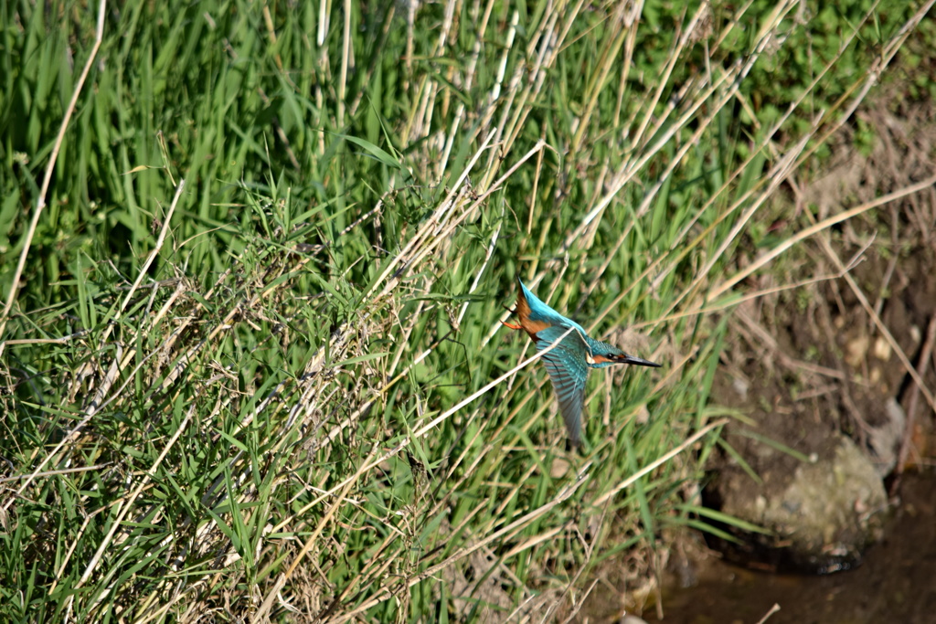 カワセミ