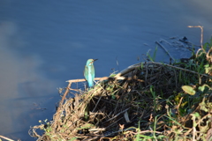 秋のカワセミ２
