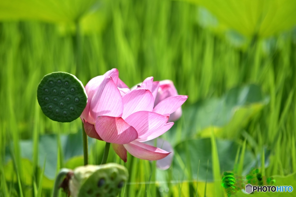 蓮の花