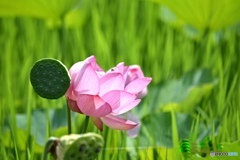 蓮の花
