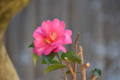 山茶花