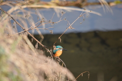 カワセミ