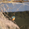 カワセミ