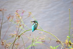カワセミ