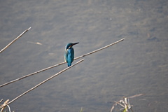 カワセミ