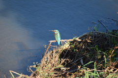 秋のカワセミ１