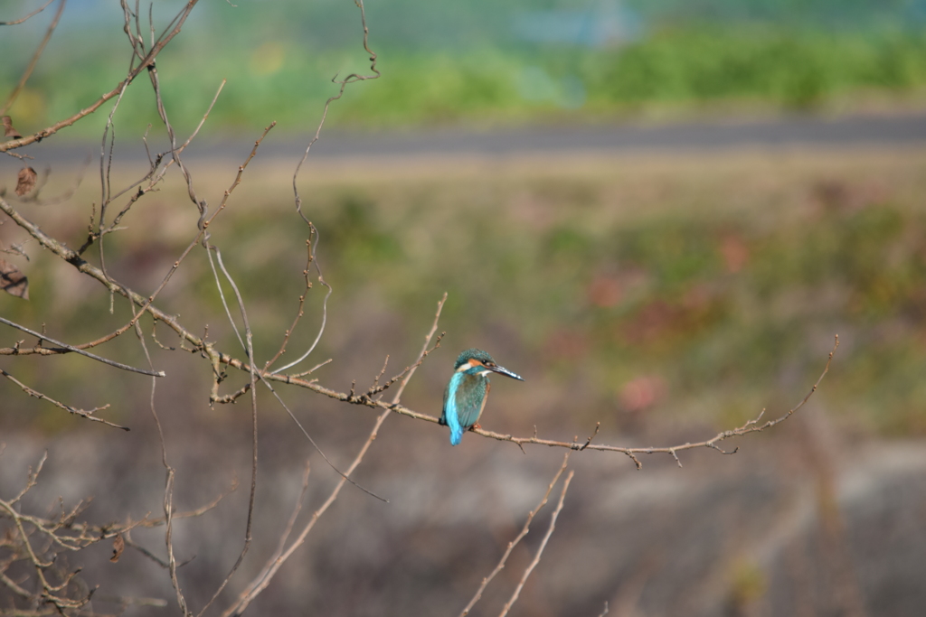 カワセミ　今日餌が見当たらん！